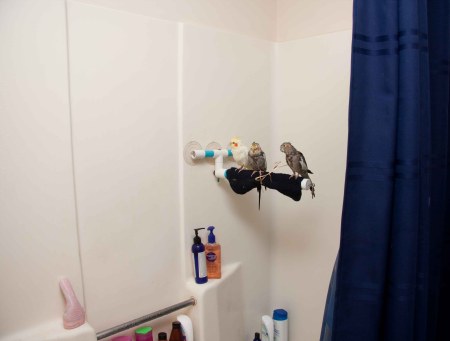 Our aviary, also known as "Our Shower"
