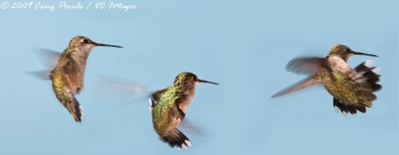 Hummingbirdsequence_Panorama1-2-2